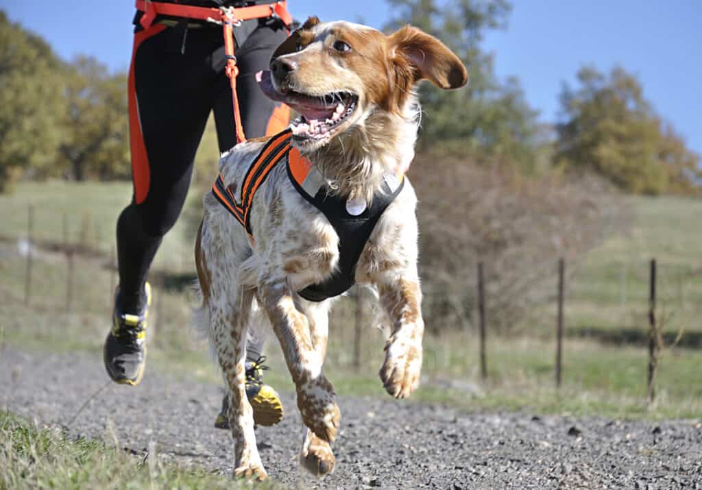 Chien et son propriétaire participant à une course de canicross