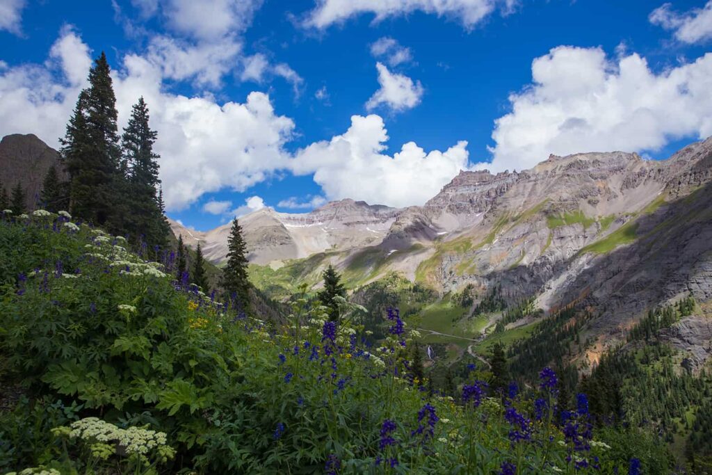 La végétation sauvage qu'on retrouve au-dessus du Yankee Boy Basin