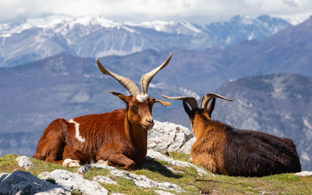 La montagne des bouquetins dans les Alpes Maritimes