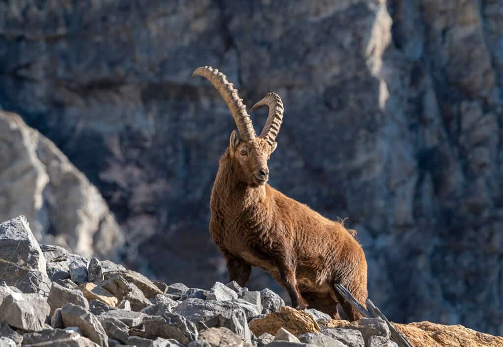 bouquetin dans le parc national de la Vanoise
