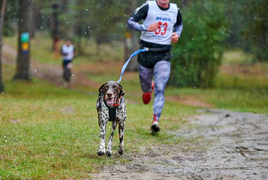 Chien et son maître participant à une course de canicross populaire