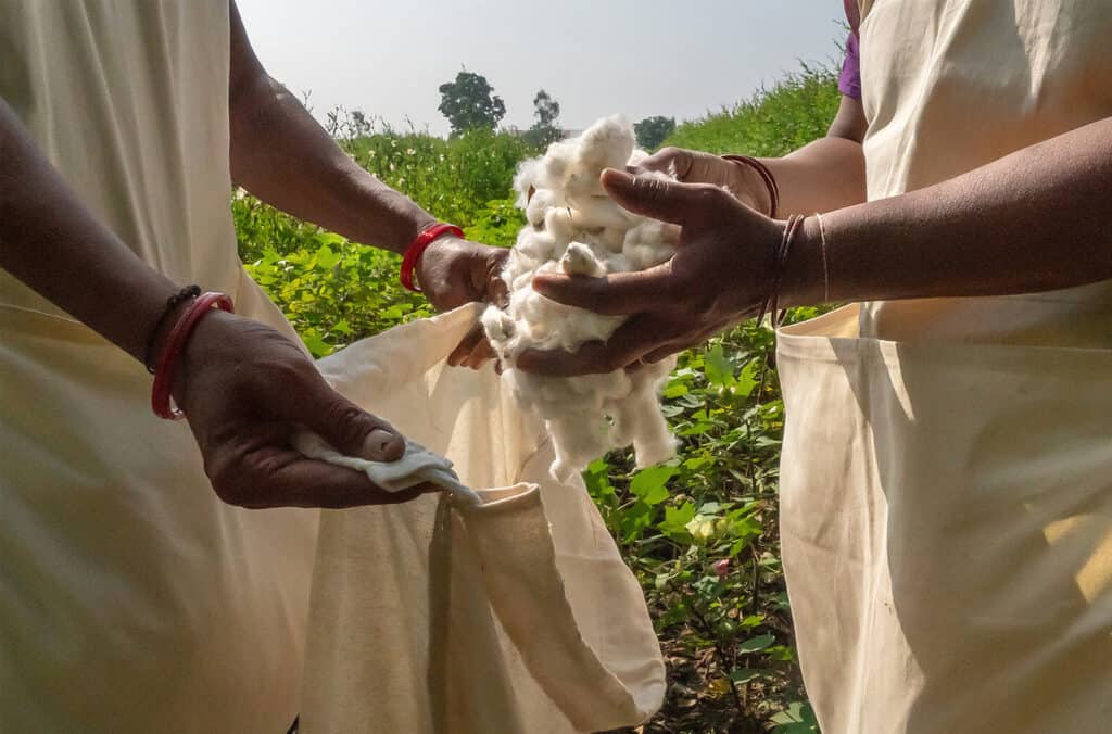 coton biologique pour la production de chaussures