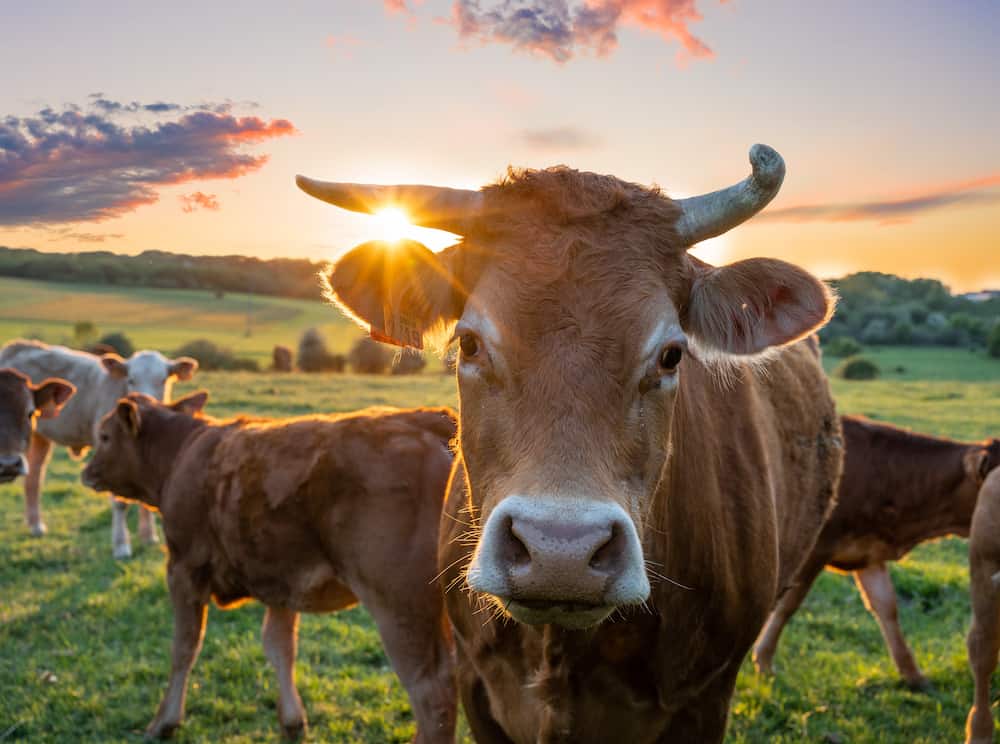 Vaches respect des animaux