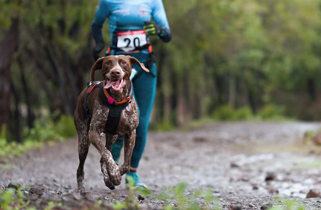 chien et son maître participant à une course de canicross