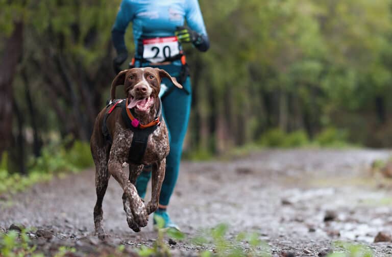 chien et son maître participant à une course de canicross