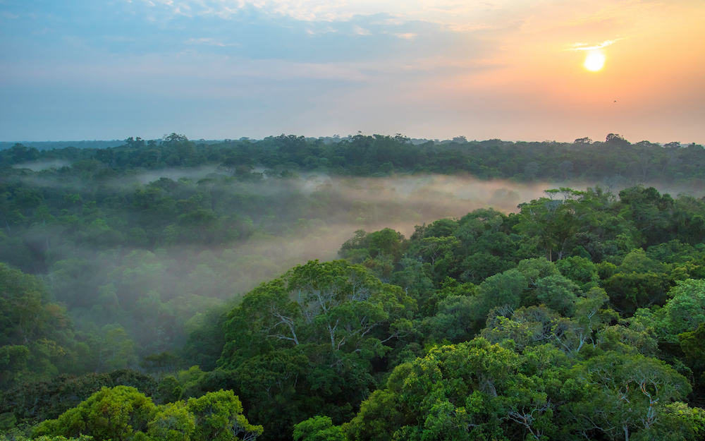 Forêt amazonienne neutralité carbone