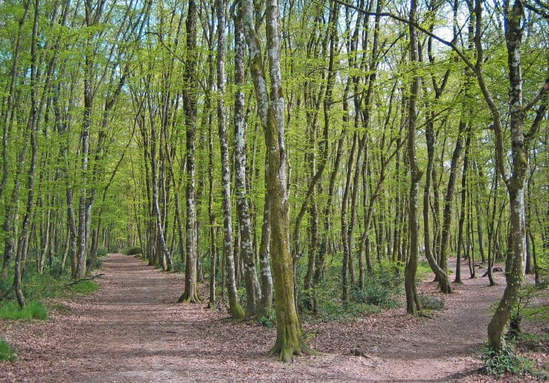 La forêt de Bouconne, Toulouse, France
