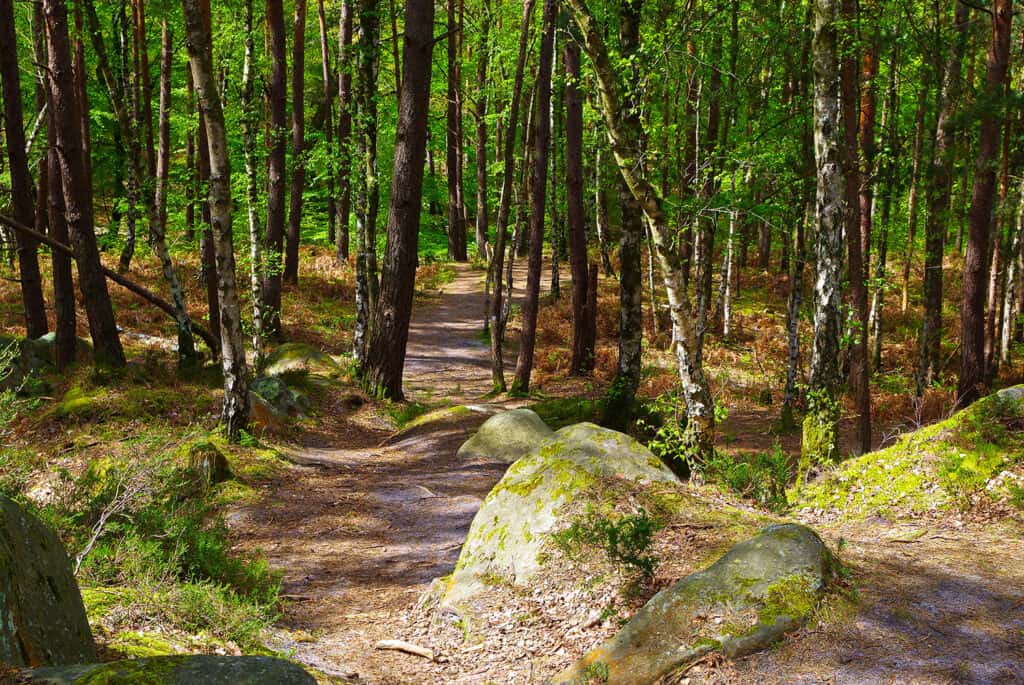 Forêt de Fontainebleau, France