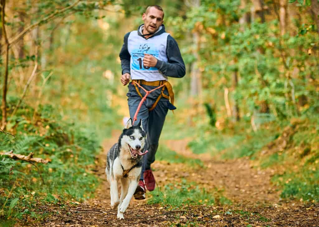Exercices de canicross, jeune homme courant avec un chien Husky sibérien
