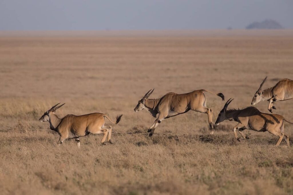gazelles dans la savanne