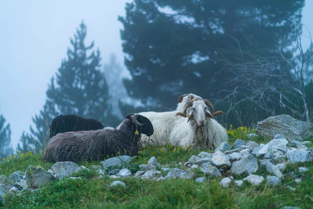 Moutons dans la réserve naturelle du Néouvielle
