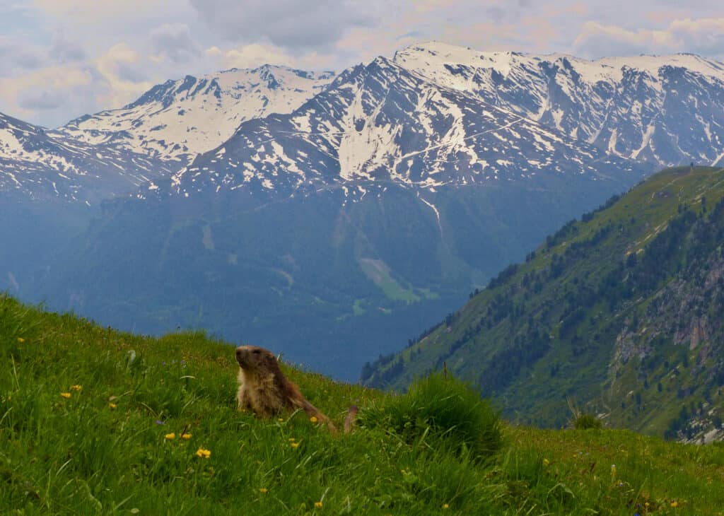 marmotte dans le parc national de la Vanoise