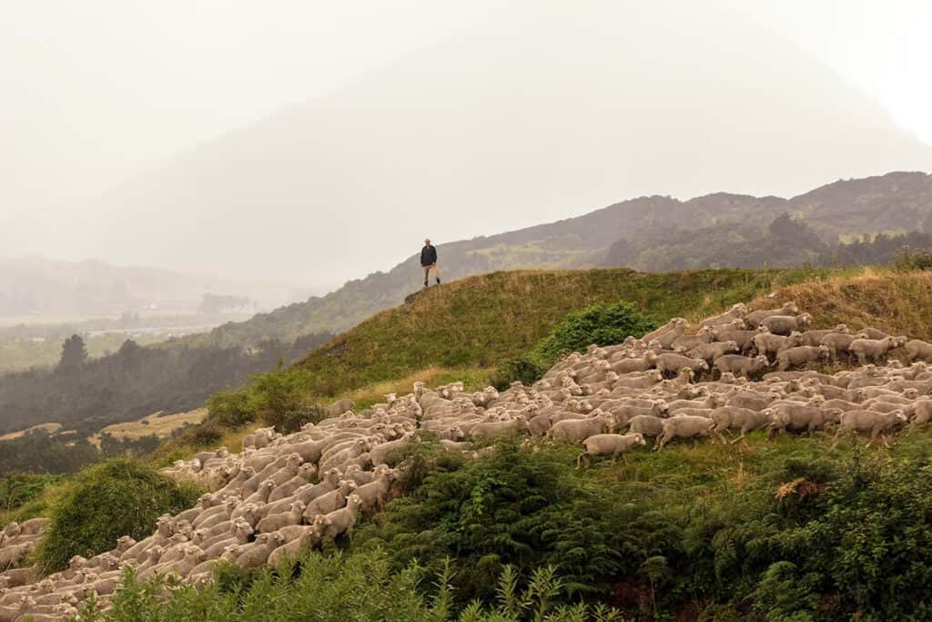 pratiques régénératrices Allbirds