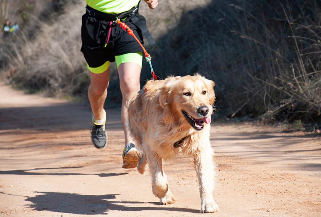 types de chiens pour le canicross
